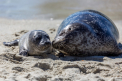 Pui de foca, masacrati pe o plaja turistica. Ucigasii le-ar fi luat capetele acasa