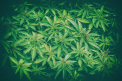 Enoriasi drogati la slujba. De ce a folosit un preot marijuana in loc de tamaie