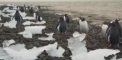 Pinguini contaminati cu salmonela, din cauza oamenilor. Cum de a fost posibil - VIDEO