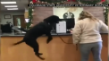 Un caine din Statele Unite a devenit vedeta pe internet dupa ce a fost filmat cum se zbenguia in timpul unei vizite la veterinar. Imaginile cu acesta au devenit virale - VIDEO