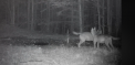 Imagini spectaculoase. Doi lupi, surprinsi in timp ce urla intr-o padure - VIDEO
