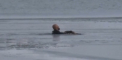 Un politist din Turcia a sarit intr-un lac inghetat, ca sa scape un caine. Cum s-a intamplat totul - VIDEO