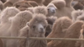 Zece mii de camile "au defilat" la un concurs de frumusete organizat in China. Animalele au fost apreciate dupa forma gatului si marimea buzelor - VIDEO
