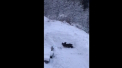 Se bucura de iarna. Un URS a fost filmat la Predeal in timp ce se juca in zapada, in apropierea unui restaurant - VIDEO