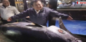 Suma record pentru un ton rosu. Cat a platit patronul unui lant de restaurante din Tokyo pentru acesta - VIDEO