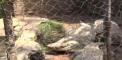 Un barbat din Africa a ajuns sa creasca in curtea casei sale 45 de crocodili. Totul a inceput acum 25 de ani - VIDEO