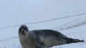 Strazile unui orasel din nord-estul Canadei s-au umplut de foci. Acestea au ajuns acolo dupa ce nivelul oceanului s-a ridicat - VIDEO