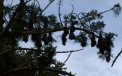 Mii de lilieci morti din cauza caniculei in Australia. "Cel mai sever fenomen de acest tip" - VIDEO