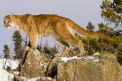 Un barbat a omorat cu mainile goale o puma care l-a atacat intr-un parc din Colorado - FOTO
