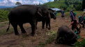 VIDEO viral. Ce pateste un turist care incerca sa-si faca un selfie cu un elefant