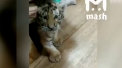 Tigrul unui traficant de droguri a fost adoptat de politia din Tatarstan - VIDEO