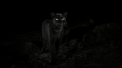 Un leopard negru extrem de rar a fost fotografiat in Africa, pentru prima data in aproximativ o suta de ani - VIDEO