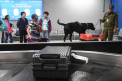 Descoperire uluitoare in bagajul unui pasager, in Aeroportul Hong Kong