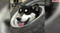 Un barbat din statul american California a platit 2600 de dolari pentru a-si salva cainele. Catelul de rasa Husky si-a bagat capul in roata de rezerva a unei masini si nu a mai putut sa-l scoata - VIDEO