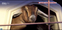 O capra a devenit primar intr-un orasel din statul american Vermont. Rumegatoarea Lincoln si-a castigat mandatul de un an, la o diferenta de trei voturi de catelul Sammie - VIDEO