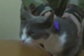 "Cannabis cat". Pisica ce livra droguri detinutilor, vedeta la BBC: Ce a scris presa mondiala
