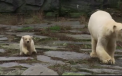 Ursuletul polar nascut la Zoo Berlin, prima aparitie in public - VIDEO