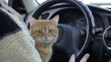 Motanul taximetrist, talismanul unui tanar din Ucraina. De ce l-a botezat stapanul Bacsis