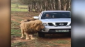 Daca vreti sa-l vedeti pe cel mai prietenos leu din lume, trebuie sa vizitati o rezervatie din Africa de Sud. Shane, asa il cheama pe animalul, care a reusit sa uimeasca numerosi turisti - VIDEO