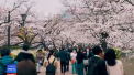 Odata cu venirea primaverii, Japonia s-a imbracat in roz. Ciresii au inceput sa infloreasca, iar natura ofera un spectacol viu colorat - VIDEO