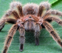 "Tarantula umana". Proiectul artistic prin care un model s-a transformat intr-un paianjen imens