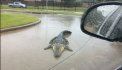 Aligatori pe strazile statului Texas, dupa ce uraganul Harvey a lovit - VIDEO/FOTO