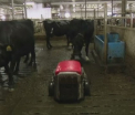 Fermele inteligente, viitorul agriculturii. Marturiile unui agricultor din Statele Unite care a inlocuit fermierii cu roboti