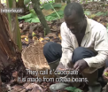 Fermierii de pe plantatiile de cacao gusta pentru prima data dintr-o ciocolata. "Nu stiam ca boabele se folosesc la asta"