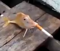 Gluma care a atras acuzatii de cruzime impotriva animalelor. Cum arata pestele care fumeaza