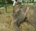 Elefantul Raju, care a plans atunci cand a fost salvat, este in sfarsit fericit, in libertate: "Nu stia sa se poarte ca un elefant"