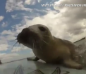 Un pui de foca vrea surfing. Aparitie neasteptata pentru doi britanici care erau cu placa pe mare