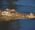 Lupta pe viata si pe moarte intre un rechin si un crocodil. Imaginile surprinse de pe o croaziera din Australia. VIDEO