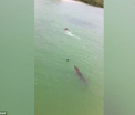 VIDEO. Scene terifiante in care un crocodil porneste in urmarirea unui inotator. Cum se termina "aventura"