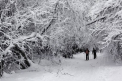 Va ninge in toata tara. Prognozele meteorologilor pentru urmatoarele zile