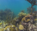 La un click distanta de fundul oceanului. Proiectul pregatit de Google