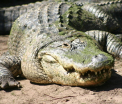 Ce au descoperit oamenii in stomacul celui mai mare aligator capturat acum o saptamana, in Statele Unite