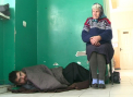 In doar doua zile numarul lor s-a dublat. Unde se adapostesc atunci cand temperaturile coboara