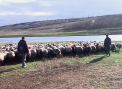 Cineva le omoara animalele. Teroare intr-un sat din Falesti: Ce cred locuitorii