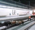 Circulatia la metrou, intr-un oras din Spania, data peste cap de o turma de capre. Cum au ajuns animalele pe sine