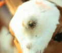 Un vitel cu 3 ochi nascut in India, venerat drept reincarnarea zeitei hinduse Shiva. VIDEO