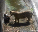 Un indian a fost ucis de un tigru de la o gradina zoologica, dupa ce a patruns pe teritoriul animalului. FOTO SOCANT
