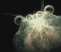 Cum arata o picatura de apa de la robinet la microscop. Creaturile pe care le bem par... "extraterestre"