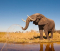 La fiecare 15 minute, un elefant moare in chinuri. Traficul de fildes asigura teroristilor cate 600.000 de dolari in fiecare luna