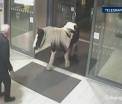Un ponei, "evadat" de la o ferma, a fost surprins de camere in timp ce intra in sediul politiei