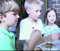 Viermi in ciocolata si caramele cu picioruse de insecte. Delicatesele oferite vizitatorilor curajosi de un muzeu din Statele Unite