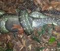 FOTO. Imagini incredibile facute de un barbat din Australia. Un sarpe incearca sa inghita un oposum