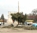 Gata cu atmosfera de sarbatoare. Ce se va intampla cu bradul de Craciun, evacuat azi din PMAN