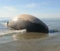 O balena moarta a esuat pe o plaja din Franta. Autoritatile au inchis zona de teama ca aceasta va exploda. VIDEO