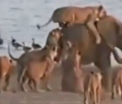 Momentul in care un pui de elefant este atacat de 14 leoaice si supravietuieste