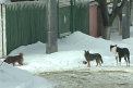 Se IMPUSCA cainii la Cojusna. Satenii au ramas fara patrupezi in ograda: Cum a fost posibil
